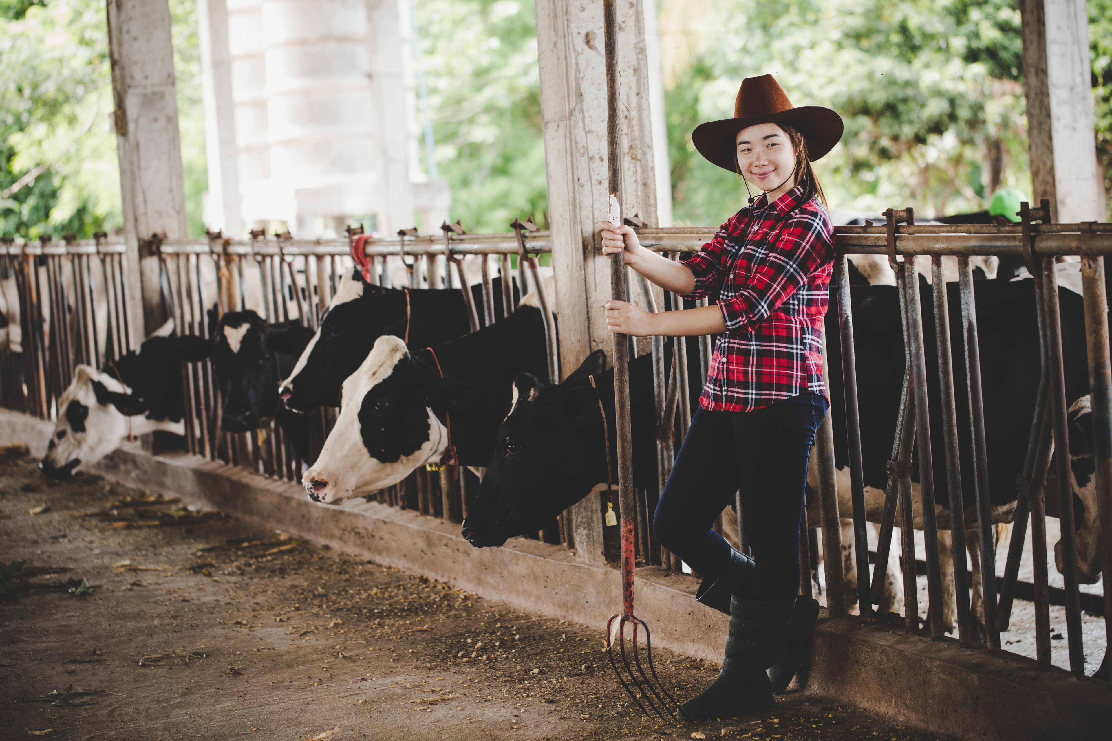 Farmer managing cows inside a dairy farm